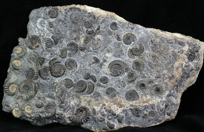 Marston Magna Ammonite Cluster - Polished on Back #30744